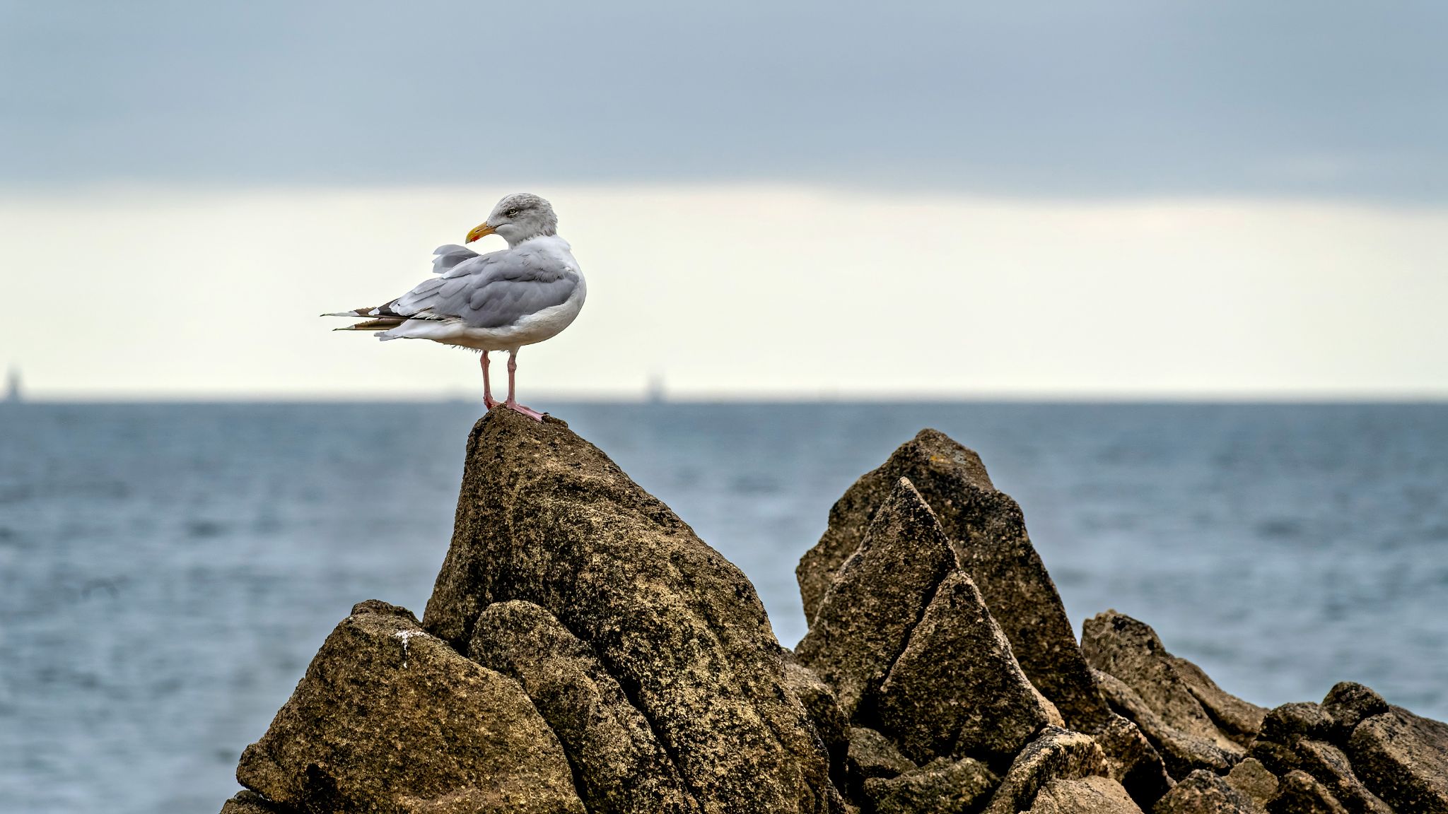 20250918 130720 Carnac   Silbermöwe 